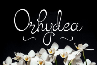 Orhydea Script Amp Review: A Designer’s Practical Take